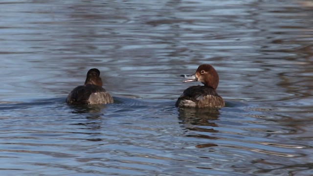 Redhead - ML478915