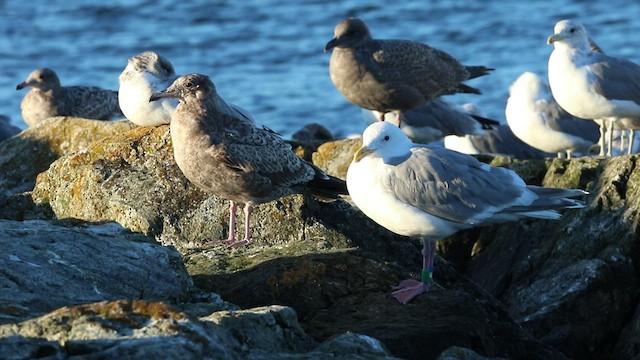 Glaucous-winged Gull - ML478915281