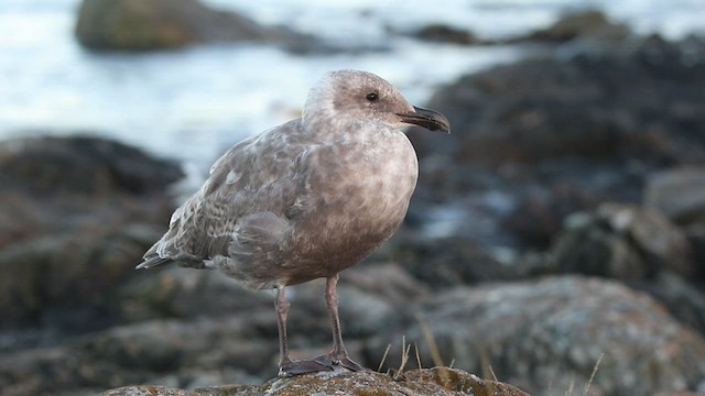 Glaucous-winged Gull - ML478915351