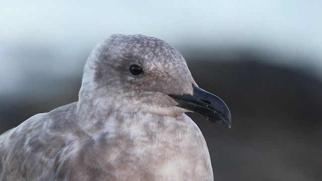 Glaucous-winged Gull - ML478915361