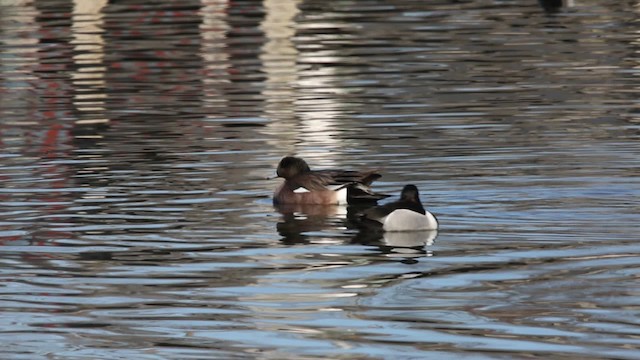 American Wigeon - ML478916