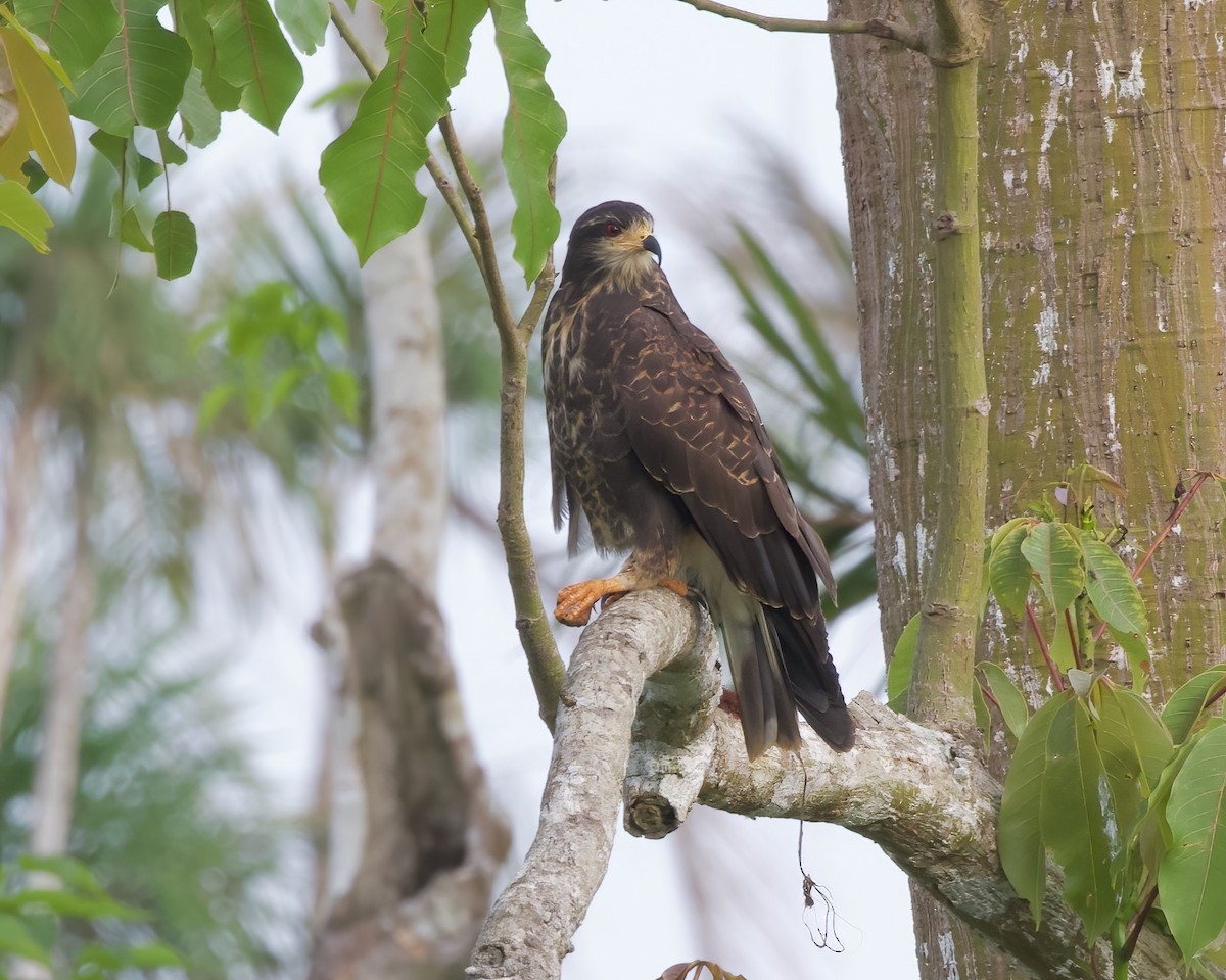 Snail Kite - ML478916341