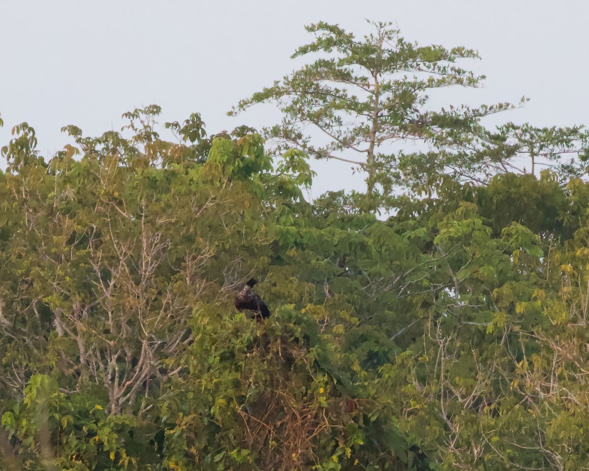 Horned Screamer - ML478916571