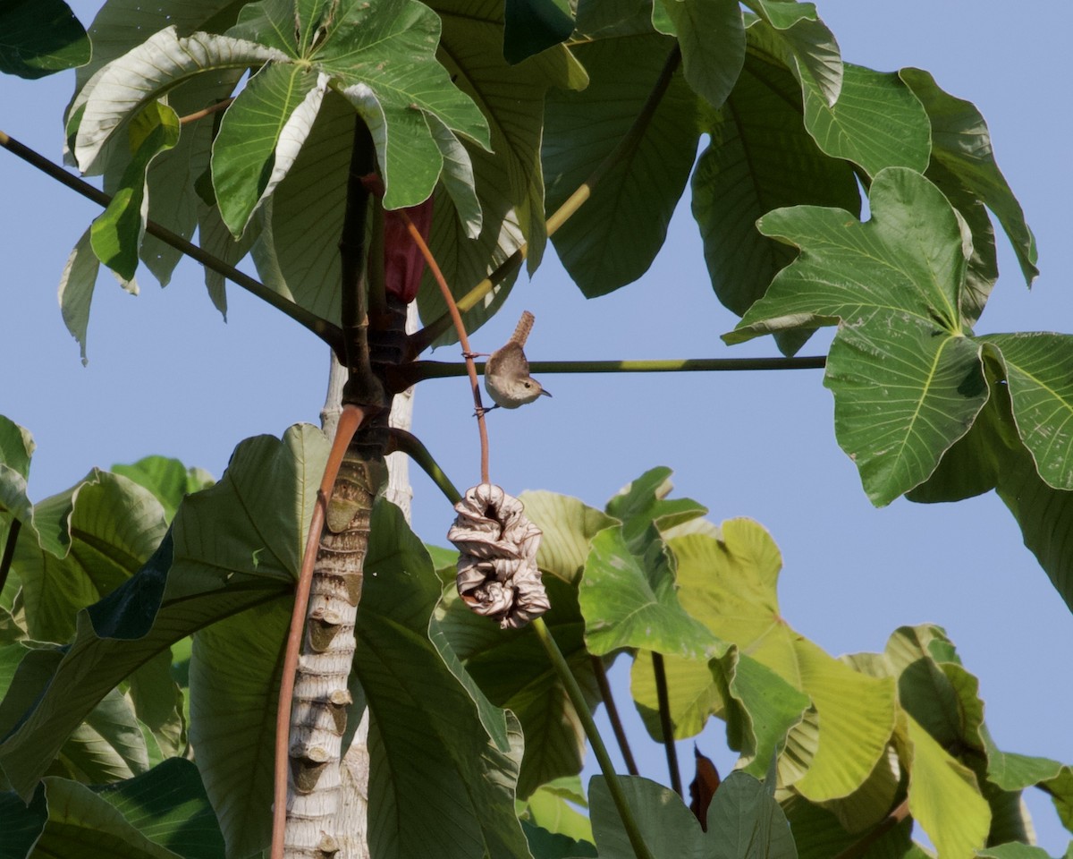 House Wren (Southern) - ML478916911