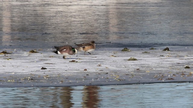 American Wigeon - ML478918