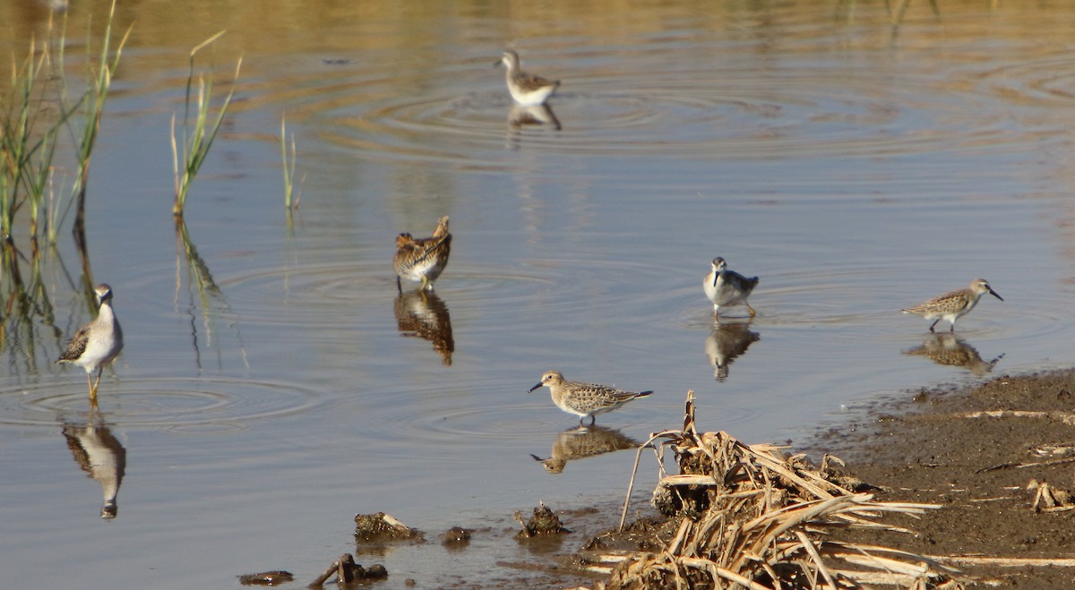 Bairdstrandläufer - ML478918591