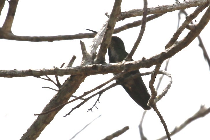 kolibřík panamský - ML47891971