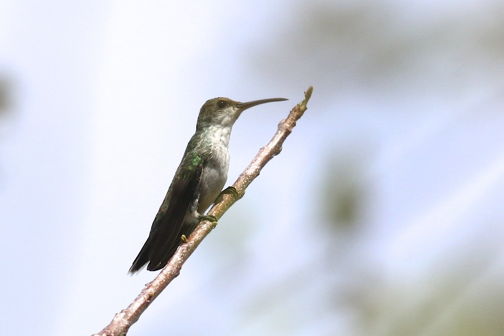 kolibřík safírovohrdlý - ML47891991
