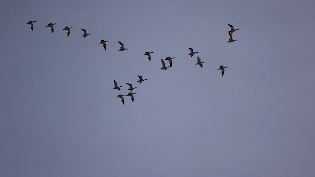 Snow Goose - ML478920