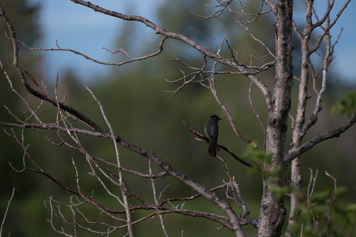 drozdec černohlavý - ML47892001