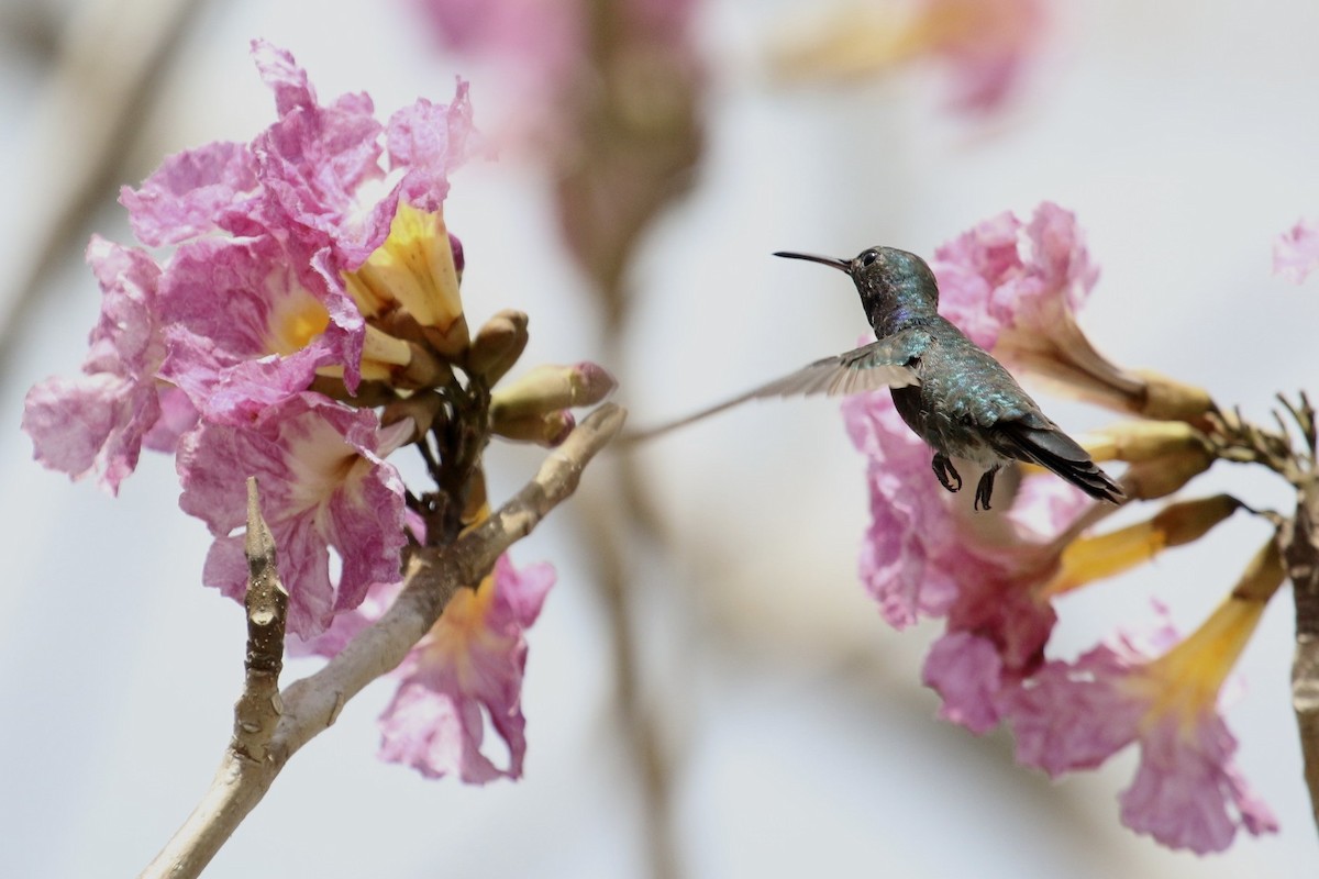 Sapphire-throated Hummingbird - ML47892011