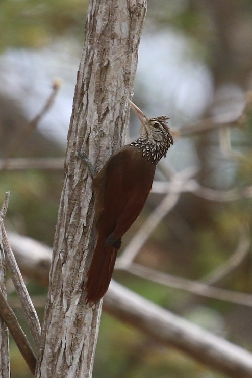 Straight-billed Woodcreeper - ML47892131