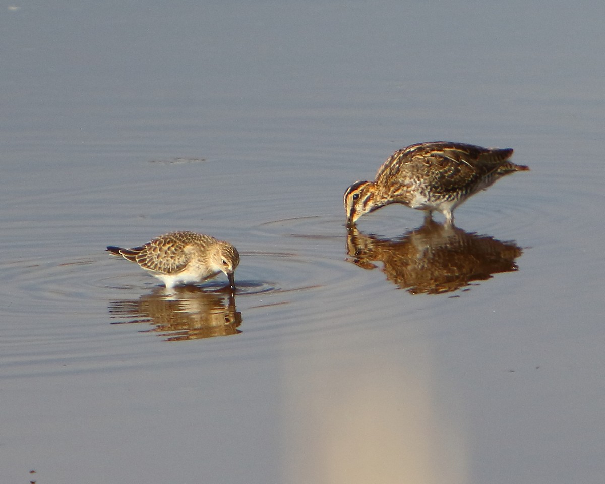 Baird's Sandpiper - Cullen Clark