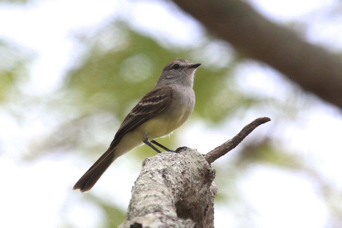 Northern Scrub-Flycatcher - ML47892151