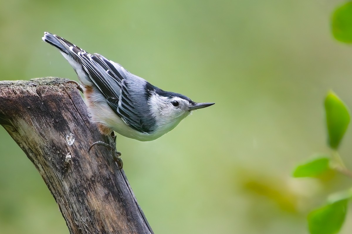 White-breasted Nuthatch - Calvin S
