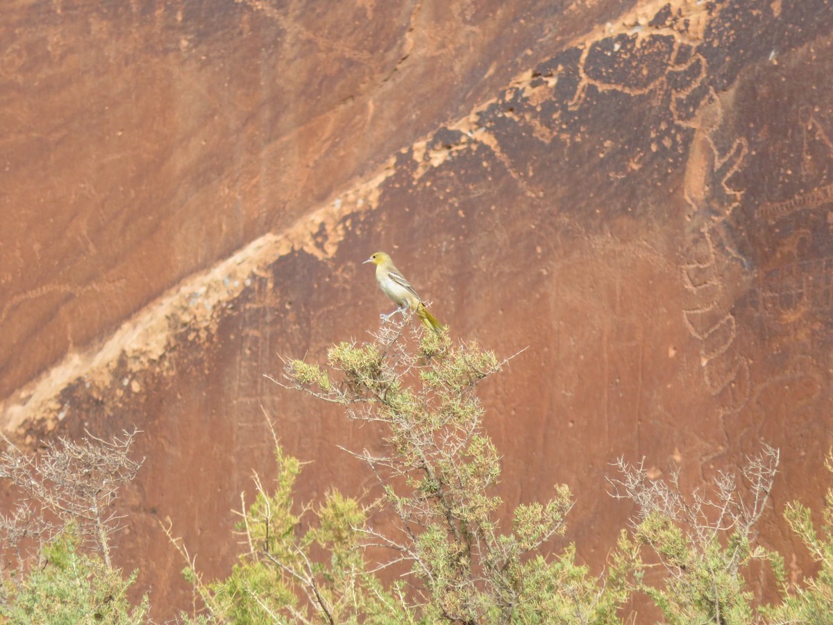 Bullock's Oriole - ML478922551