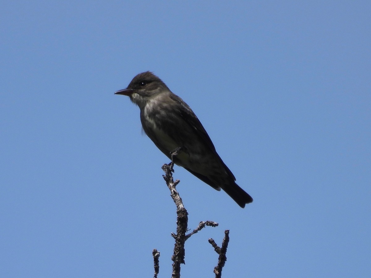 Olive-sided Flycatcher - ML478922601