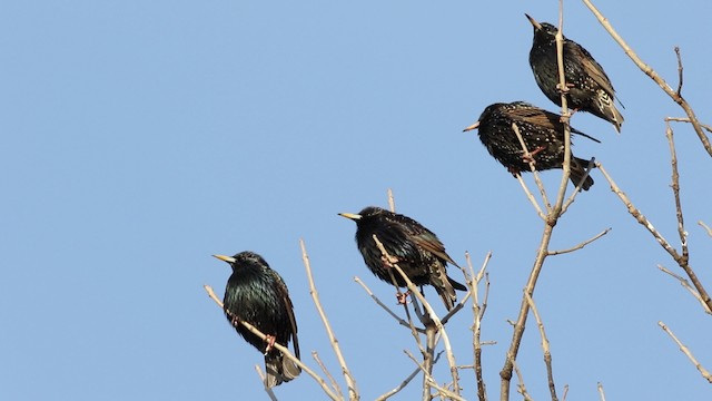 European Starling - ML478923