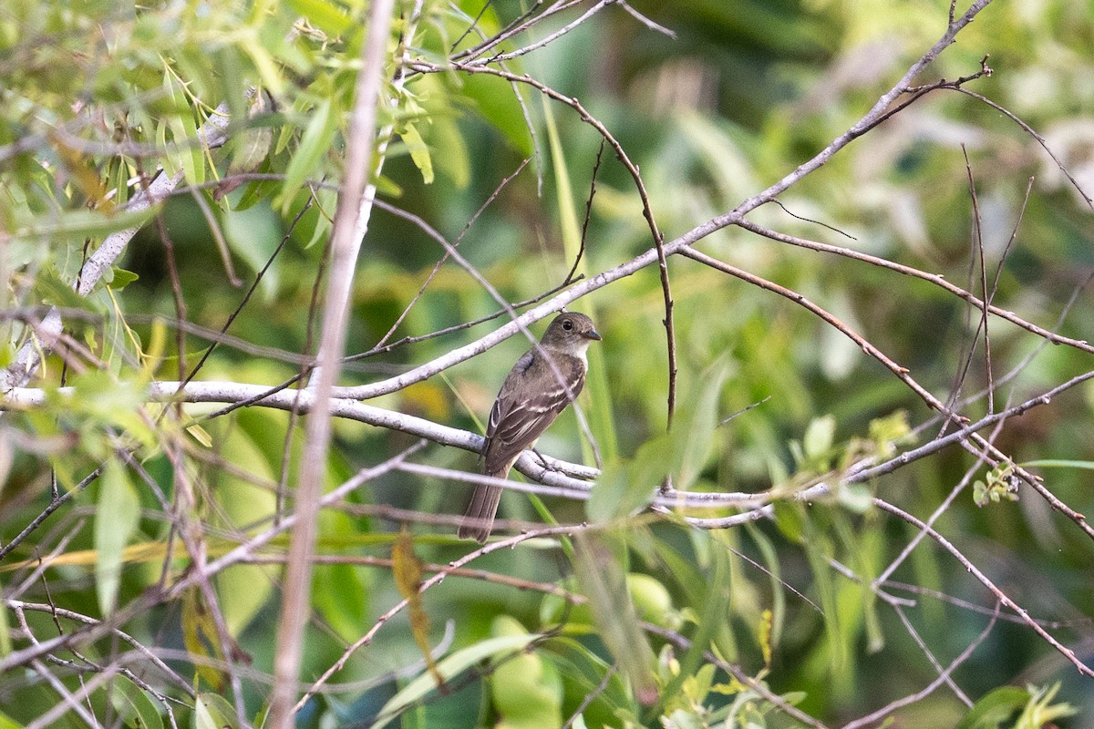 Alder Flycatcher - ML478924681