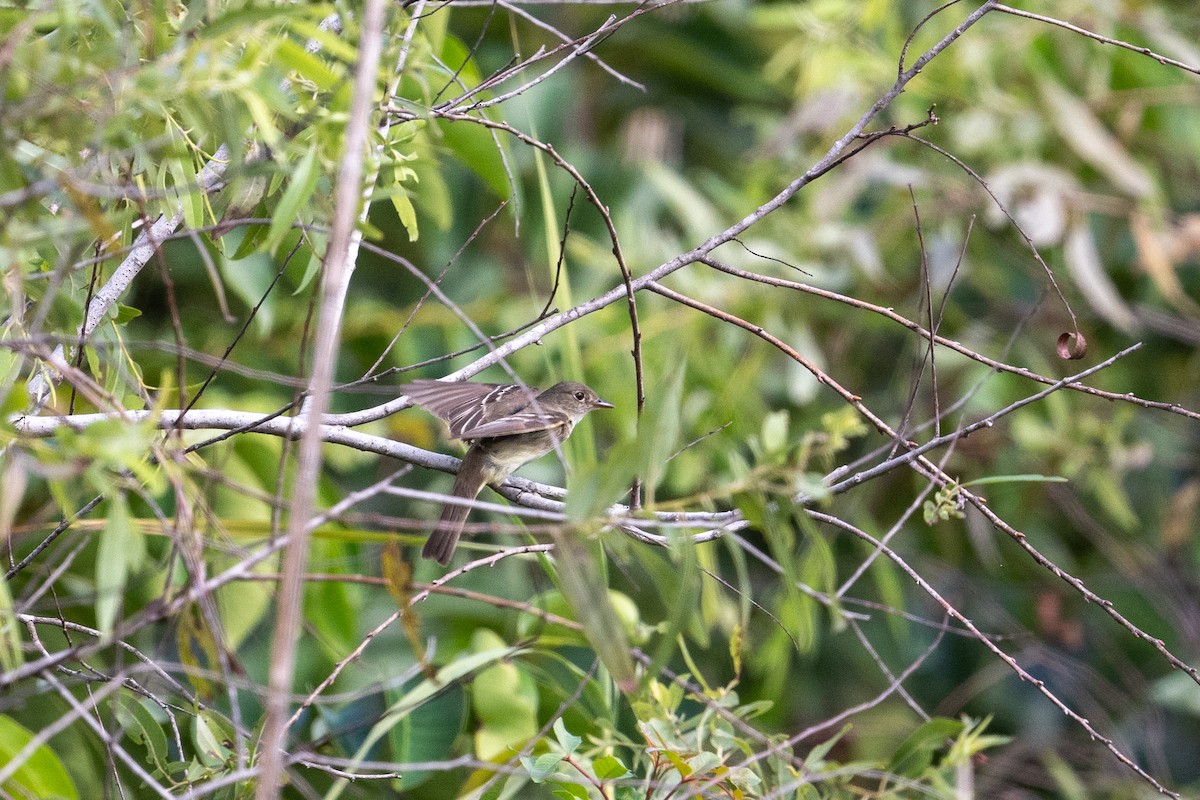 Alder Flycatcher - ML478924691