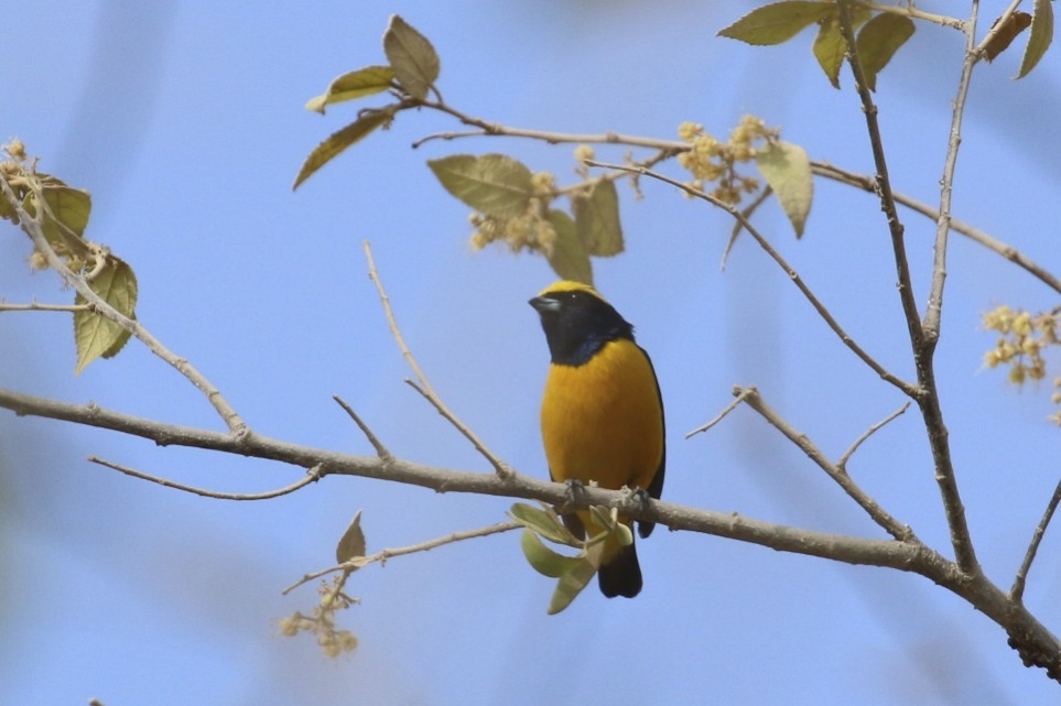 Yellow-crowned Euphonia - Knut Hansen