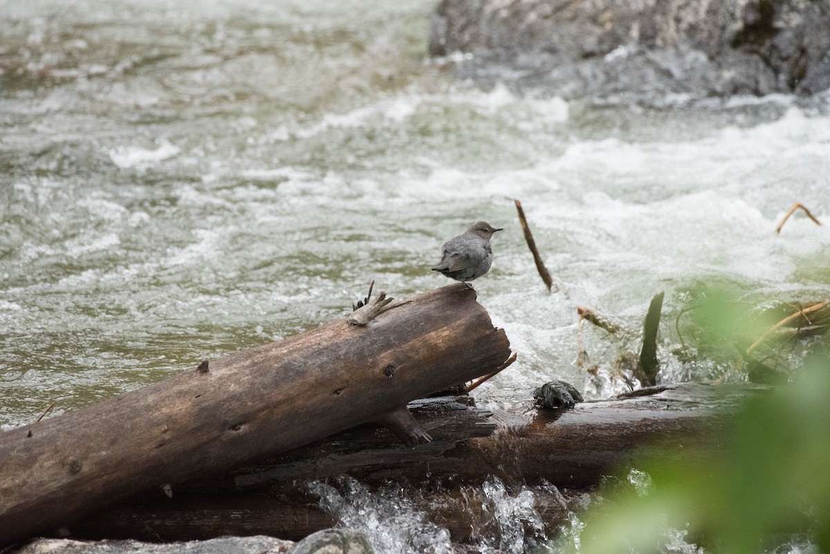 skorec šedý - ML47892491