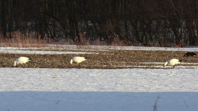 Snow Goose - ML478925