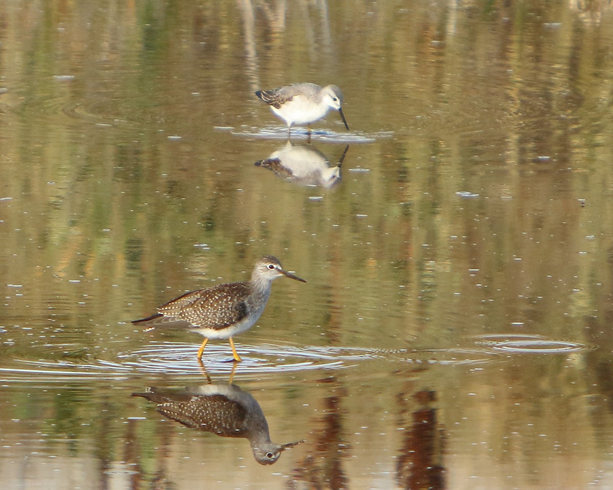 Lesser Yellowlegs - ML478925071