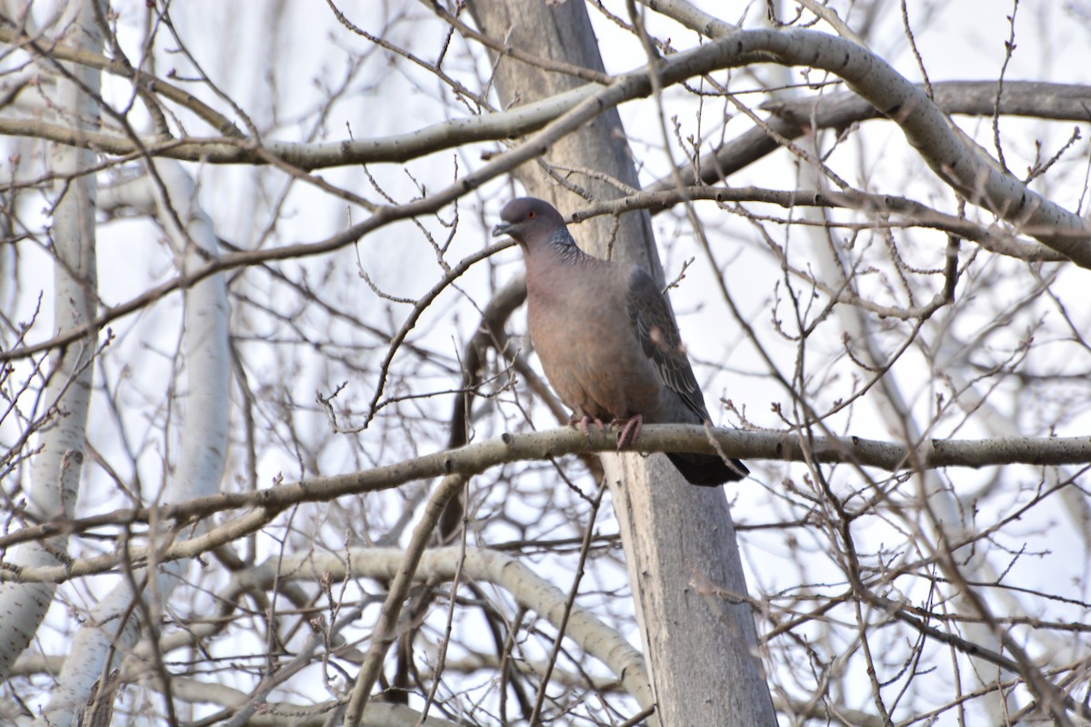 Picazuro Pigeon - ML478925191