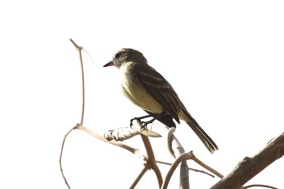 Northern Mouse-colored Tyrannulet - Knut Hansen