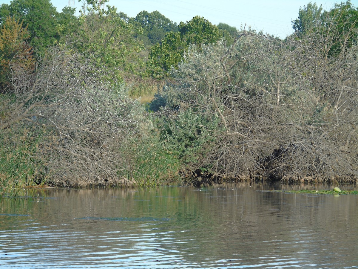 Bank Swallow - ML478925511