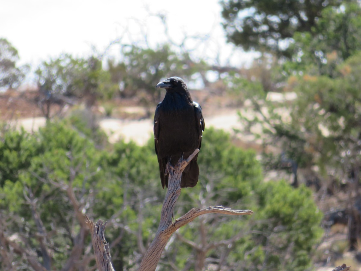 Common Raven - ML478925741