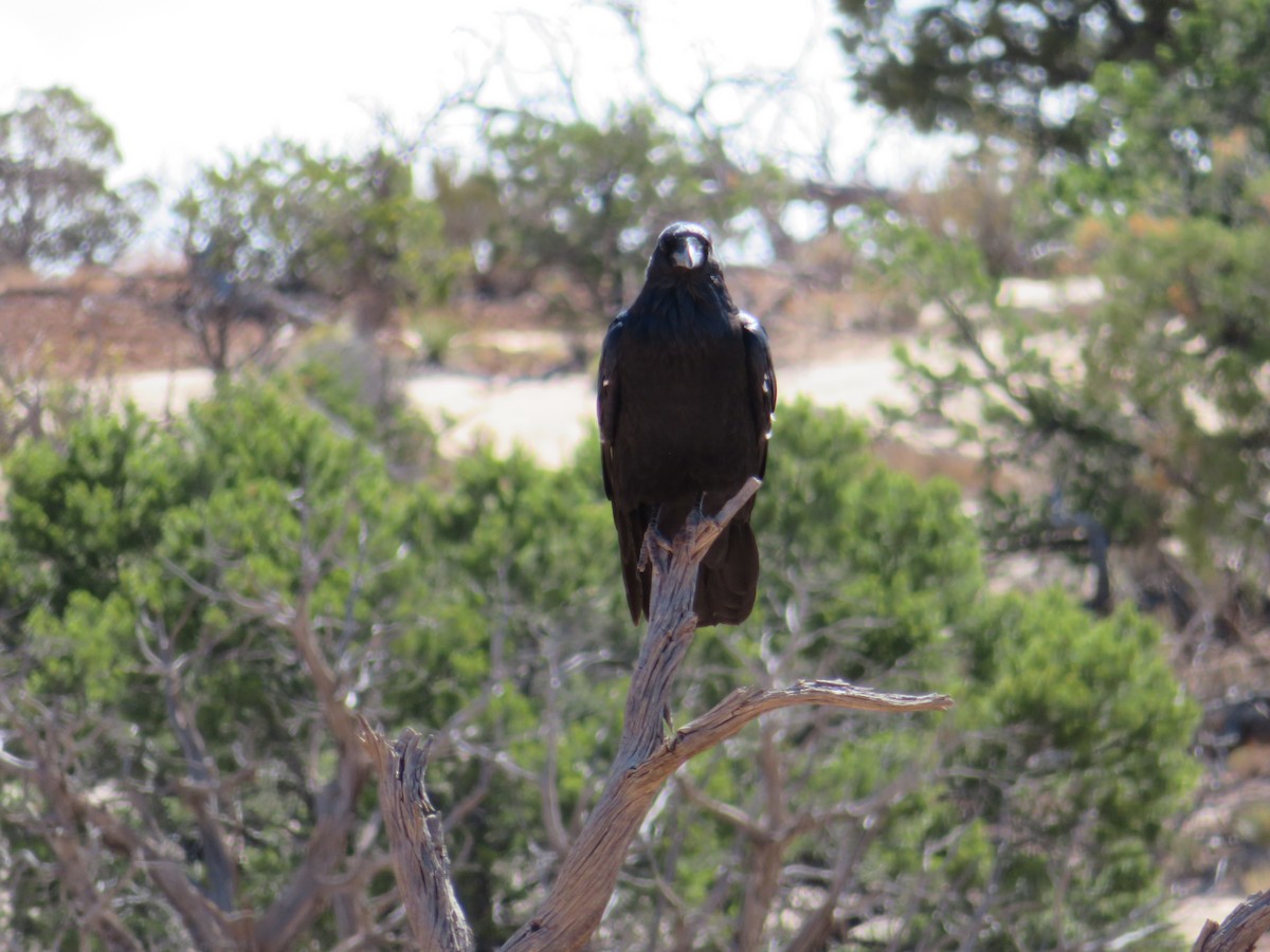 Common Raven - ML478925751