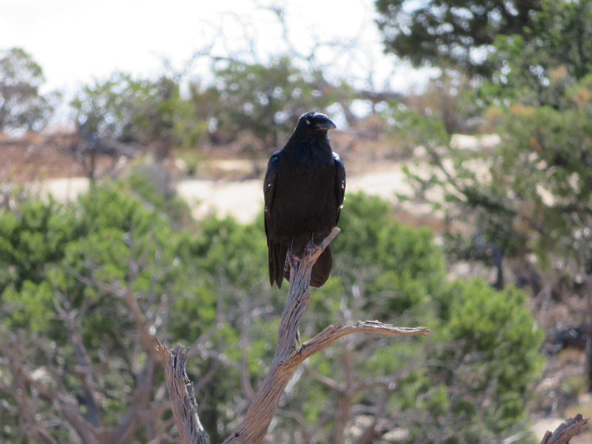 Common Raven - ML478925761