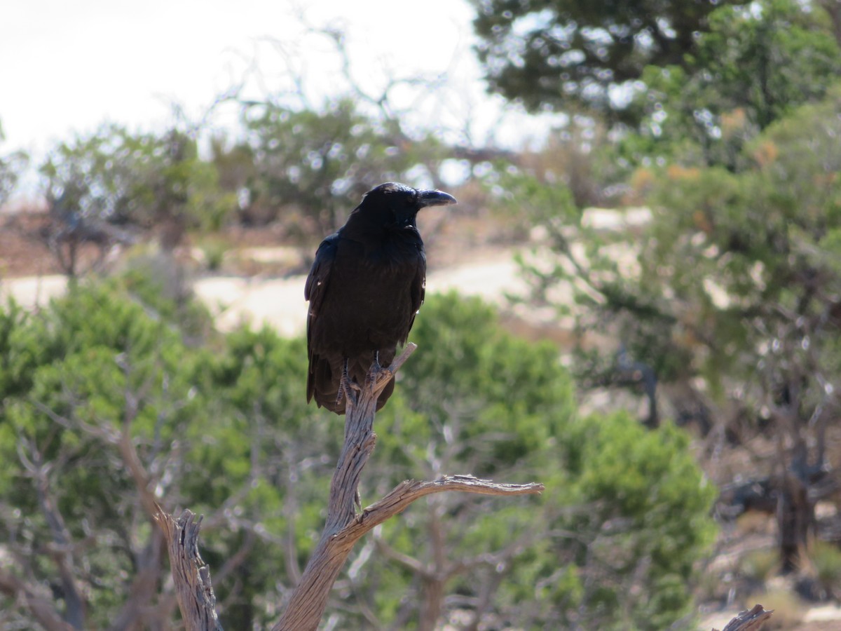 Common Raven - ML478925771