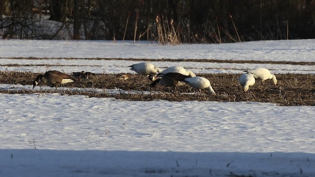 Snow Goose - ML478926