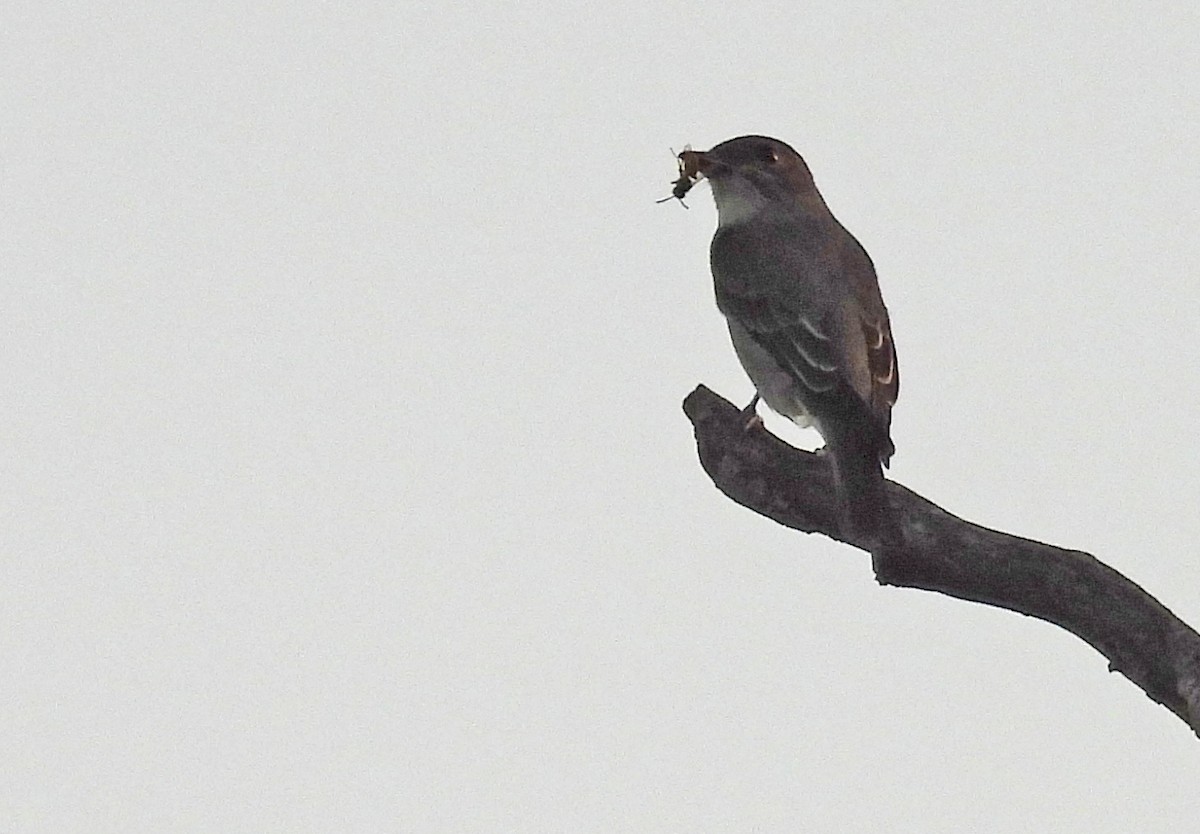 Olive-sided Flycatcher - ML478927151