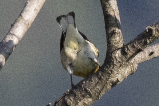 Cape May Warbler - ML478927881