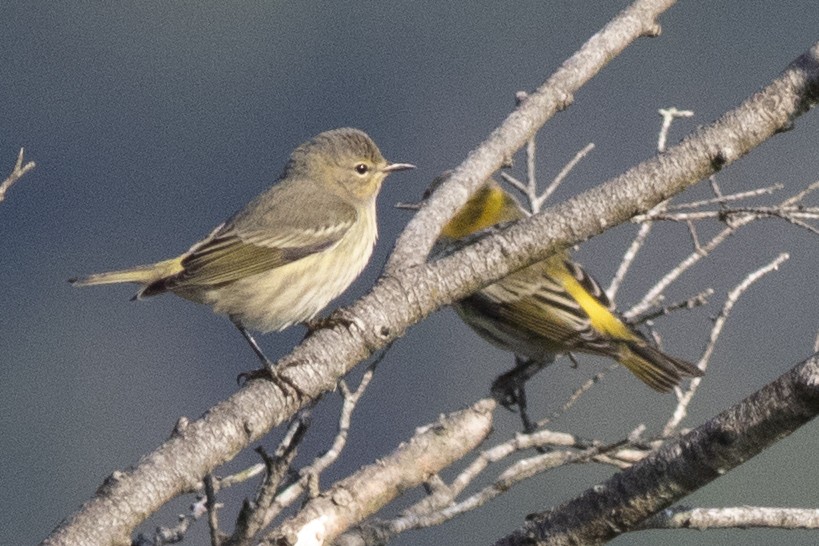 Cape May Warbler - ML478927891