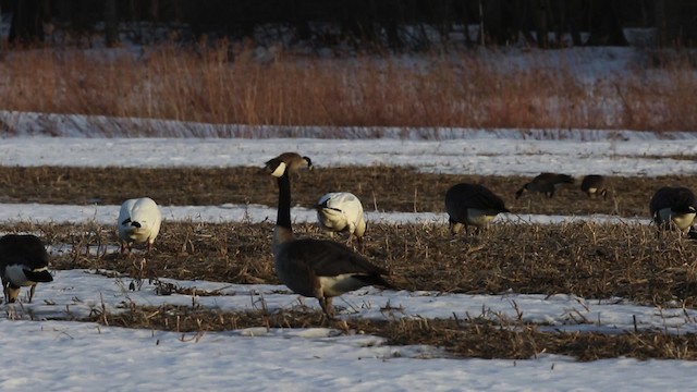 Snow Goose - ML478928