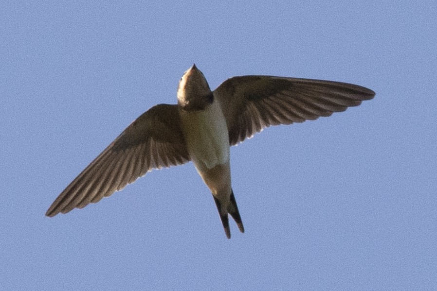 Barn Swallow - ML478928081