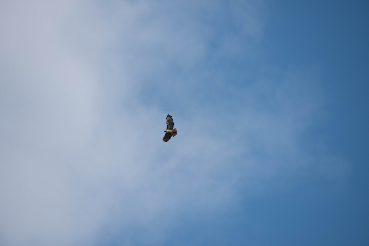 káně rudochvostá - ML47892871