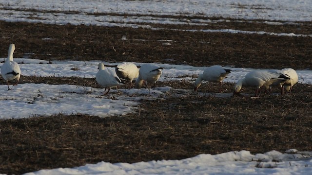 Snow Goose - ML478929