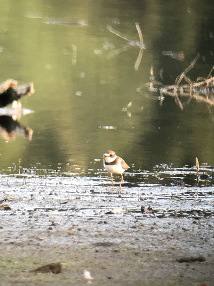 Semipalmated Plover - ML478929221