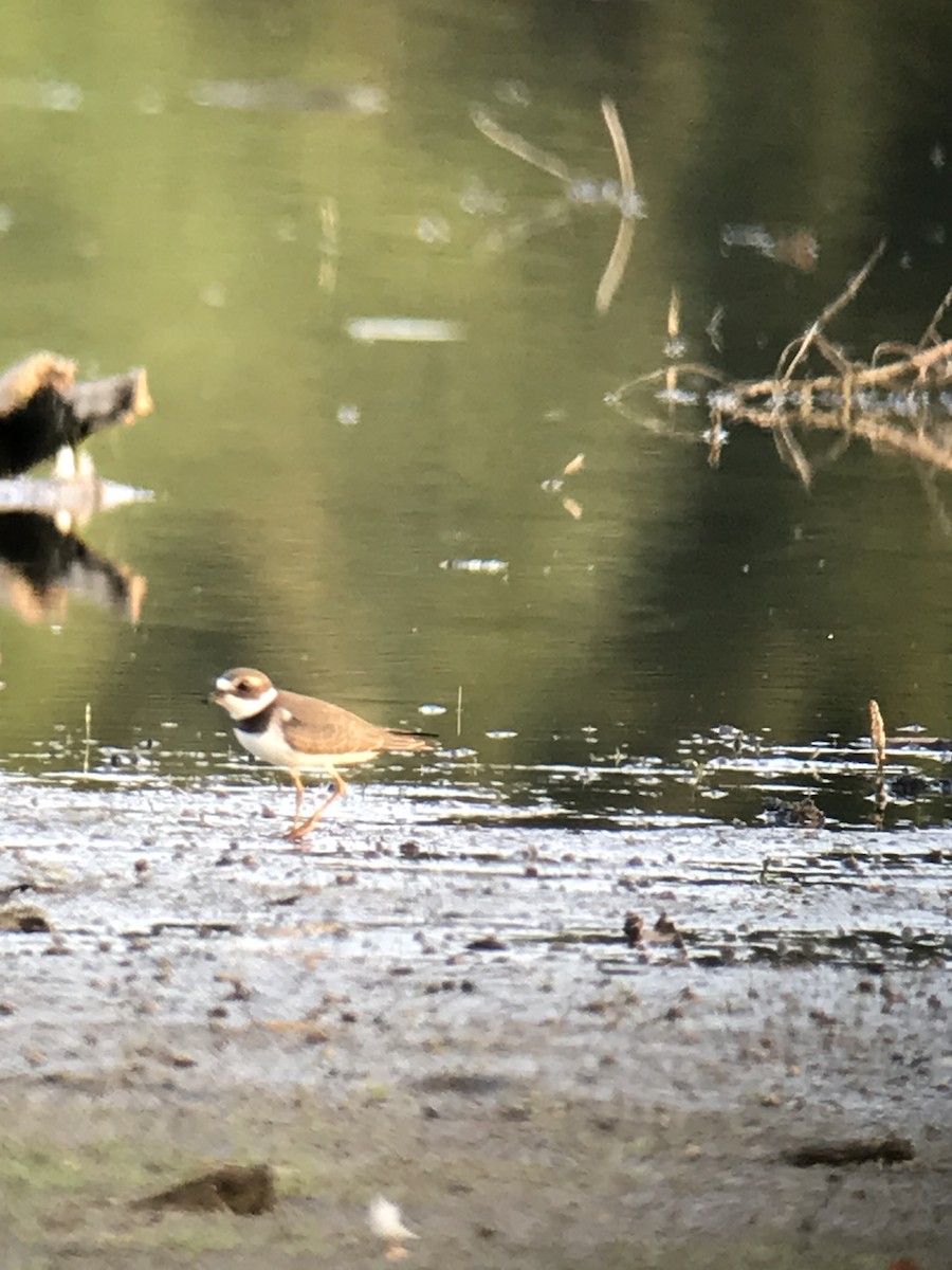 Semipalmated Plover - ML478929231