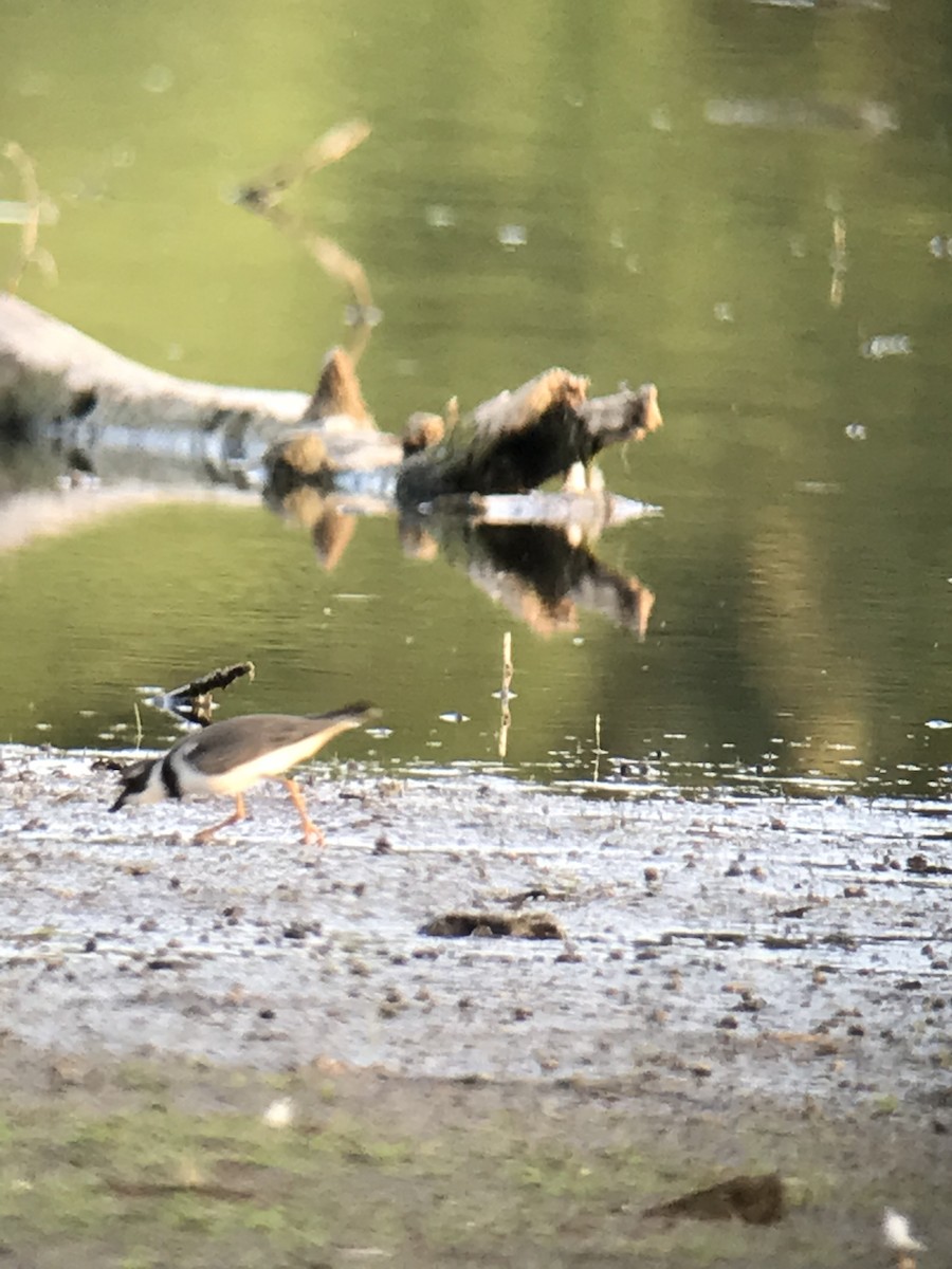 Semipalmated Plover - ML478929241