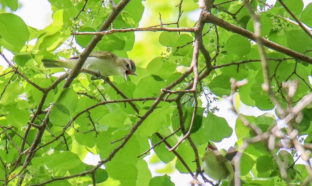 Red-eyed Vireo - ML478930661