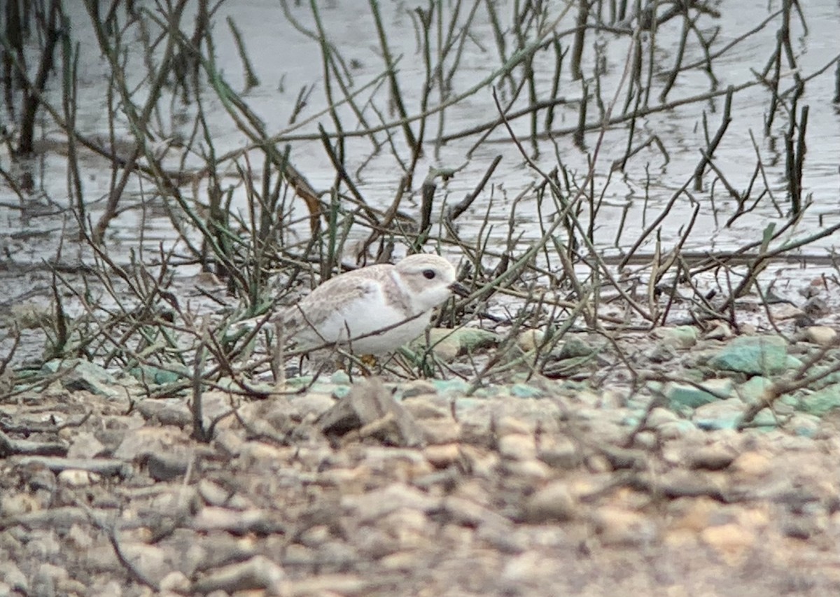 Piping Plover - Garrett MacDonald