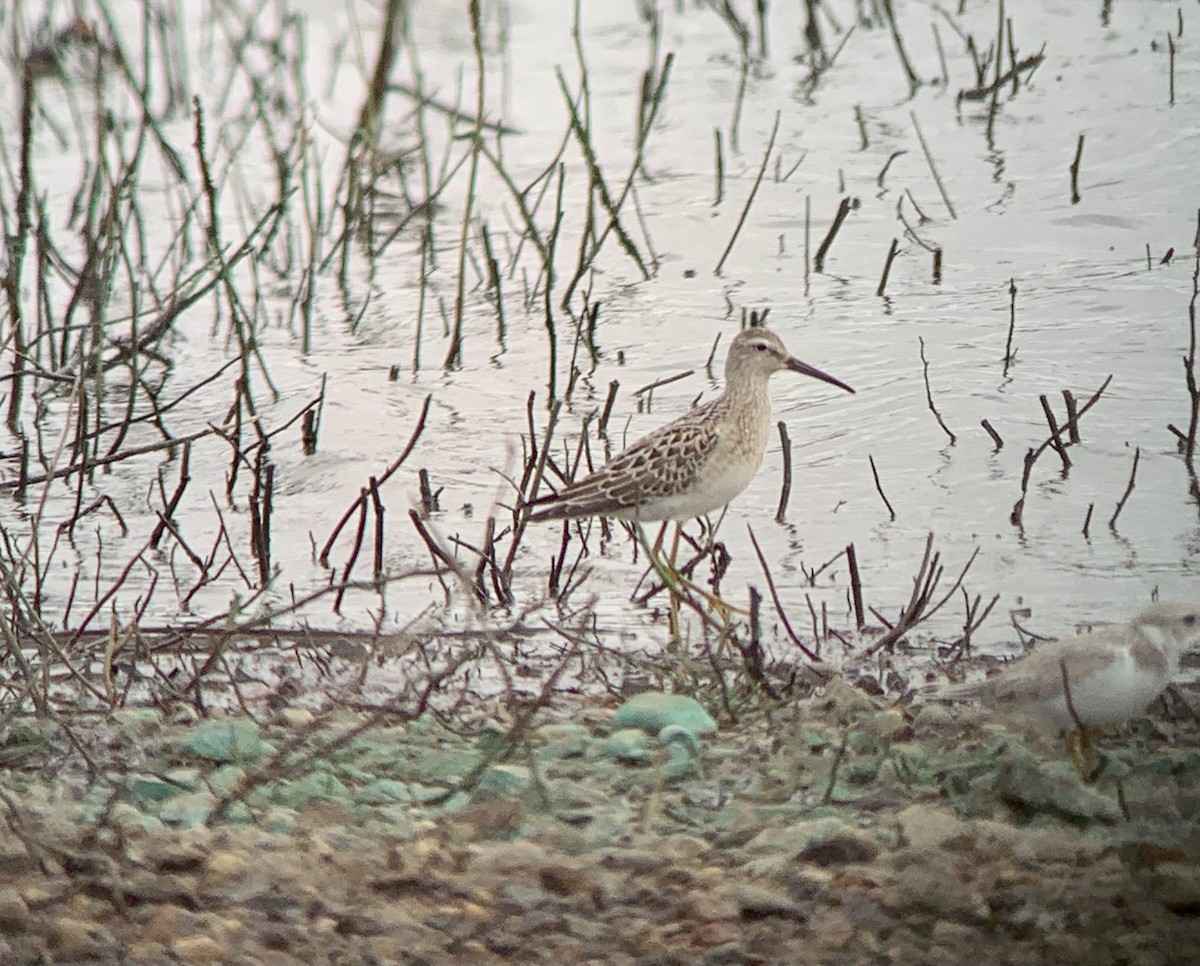 Stilt Sandpiper - ML478931311