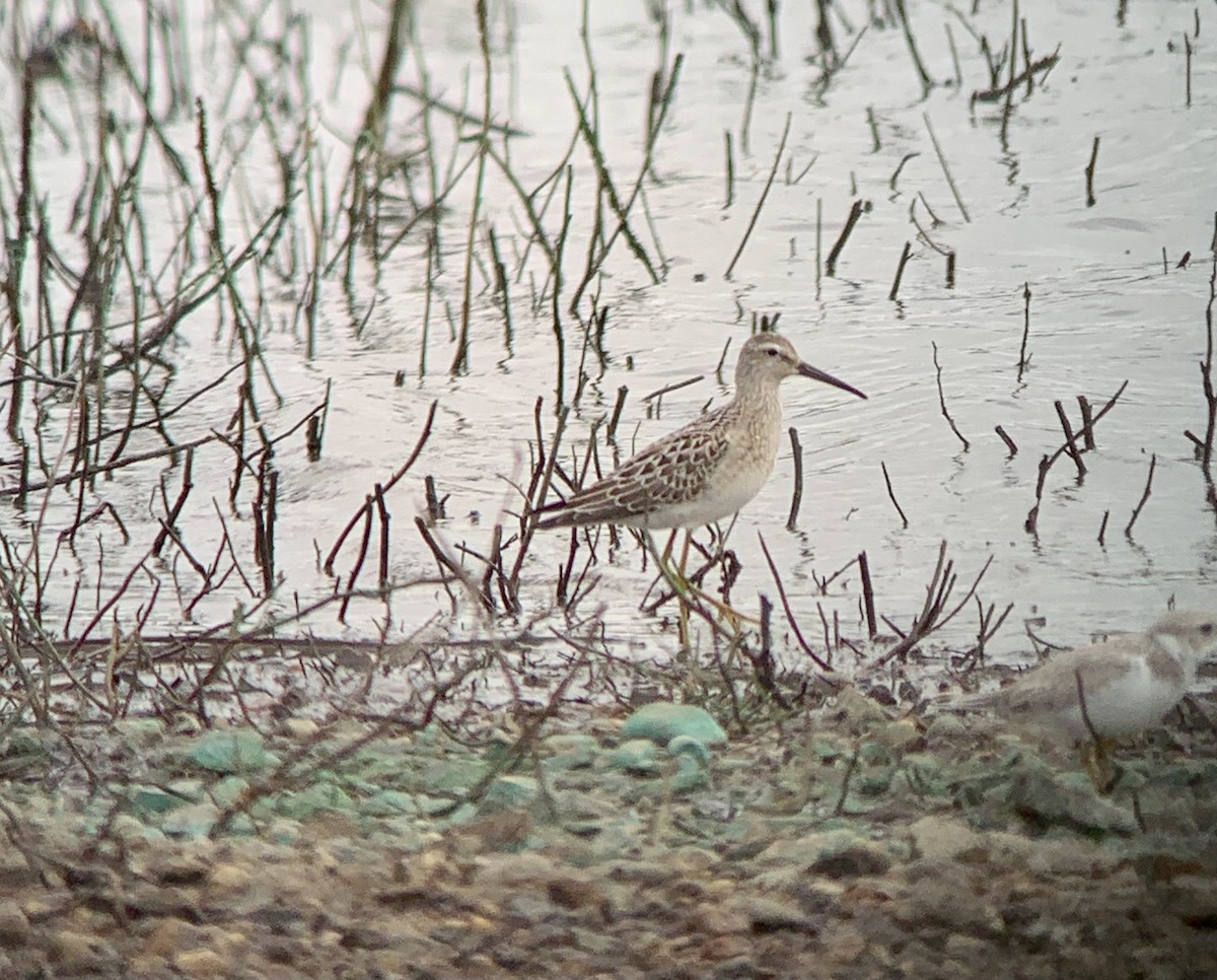 Stilt Sandpiper - Garrett MacDonald